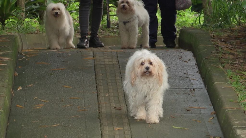 Corte prohíbe cirugías estéticas en mascotas adiós a orejas y colas cortadas