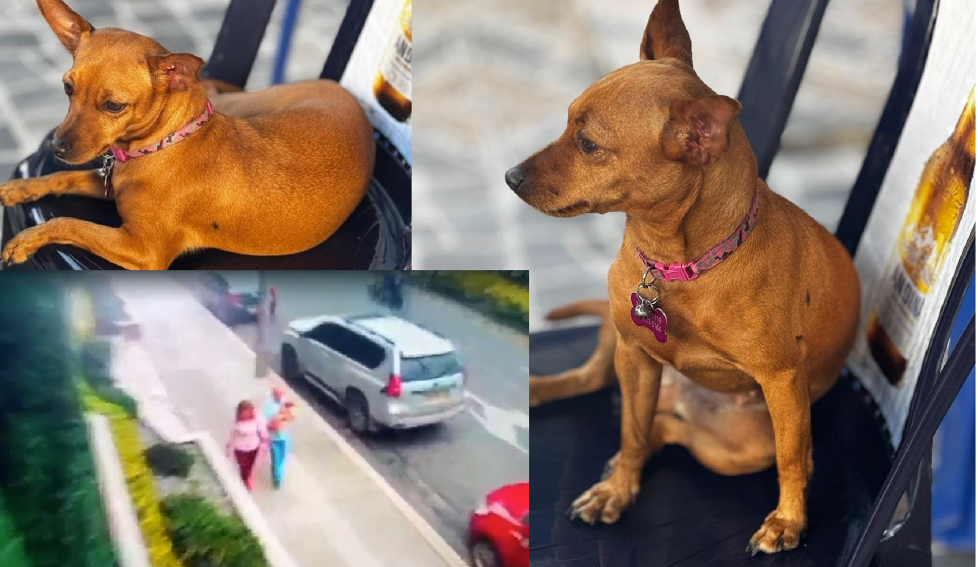 Video: Dog Disappears in Medellín, What Happened