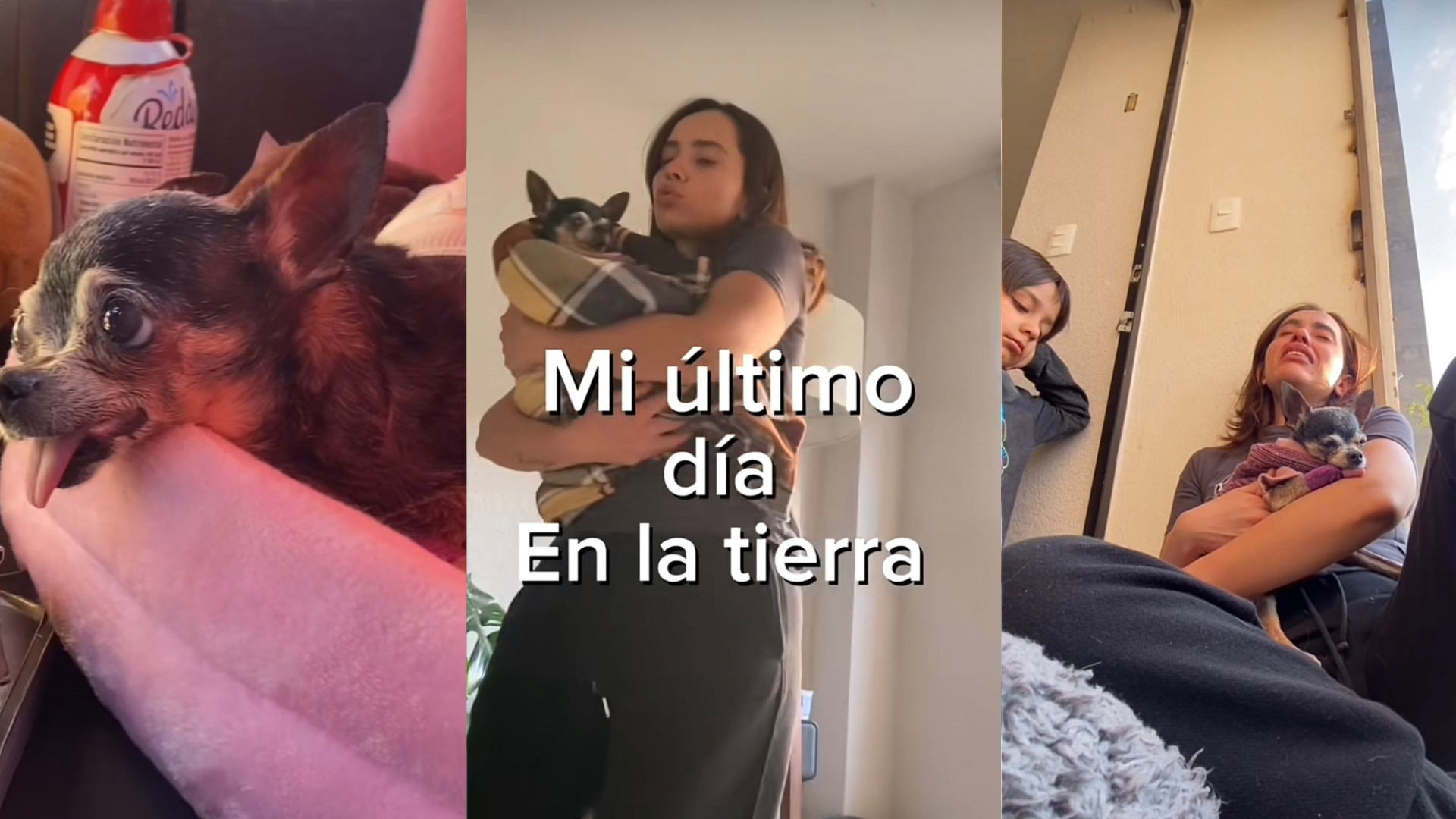 Video emotivo: «Me llamo Romina y hoy es mi último día» despedida de una perrita antes de ser dormida conmueve las redes sociales