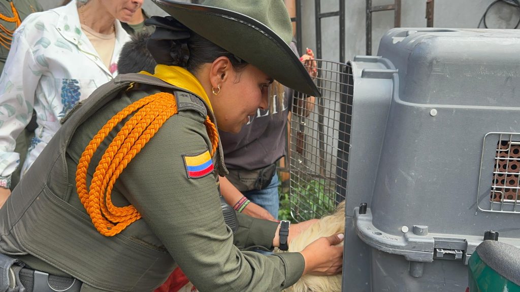 La perrita Princesa rescatada en Santa Cruz ya fue adoptada