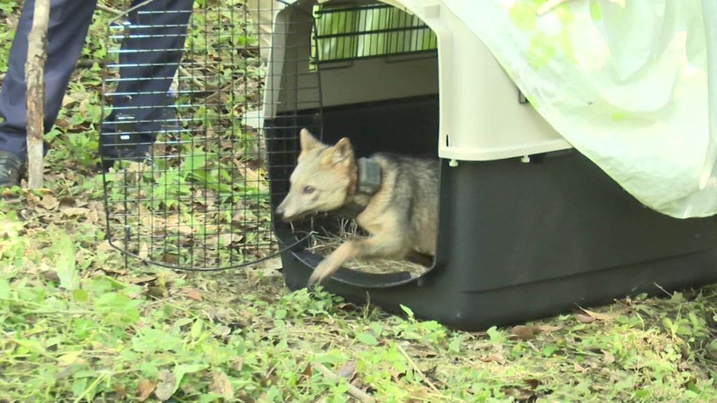 Wildlife released in Medellín: squirrels, birds and a dog fox return to the forest