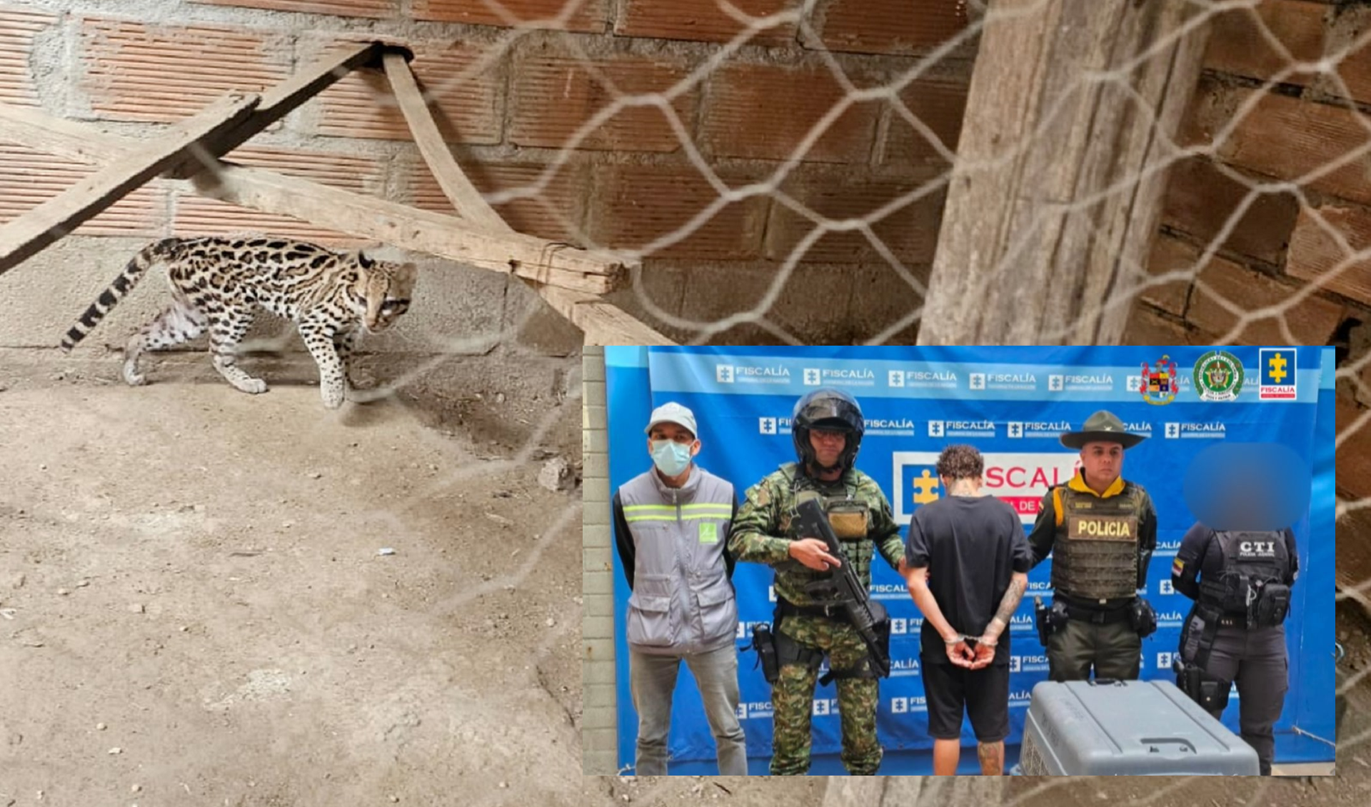 Judicializan al hombre que tenía en cautiverio a un ocelote en una vivienda de Bello