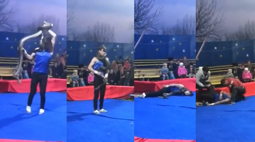 On video: Snake suffocates a circus artist in the middle of the show, the man would have died