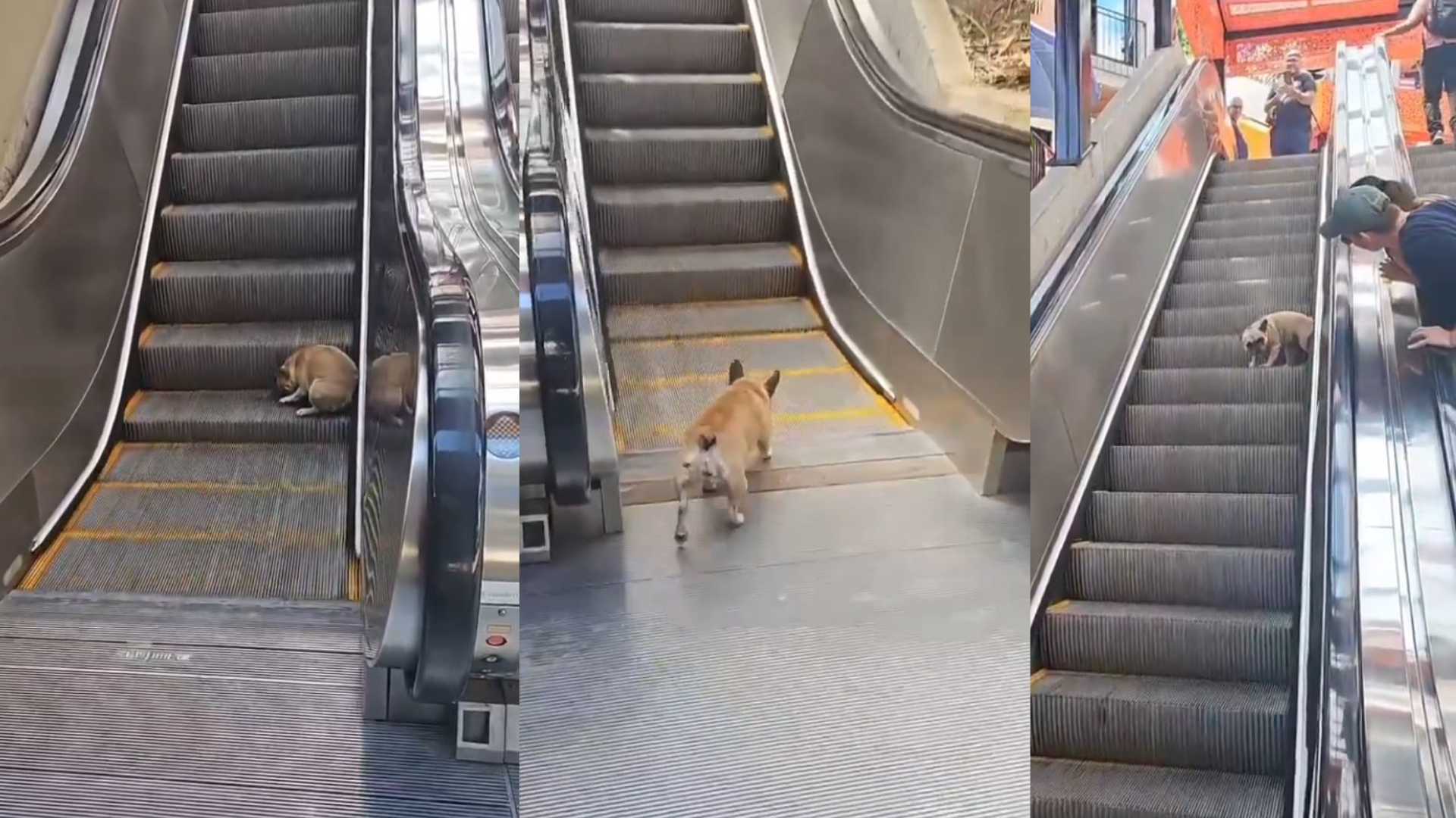 Perrito descubre como funcionan las escaleras eléctricas