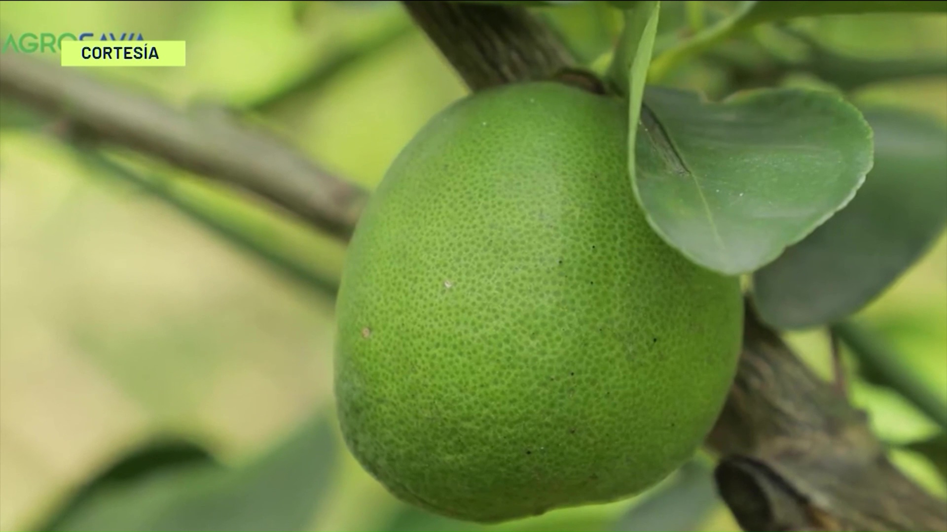 Antioquia: second department of Colombia that exports the most Tahitian lemons