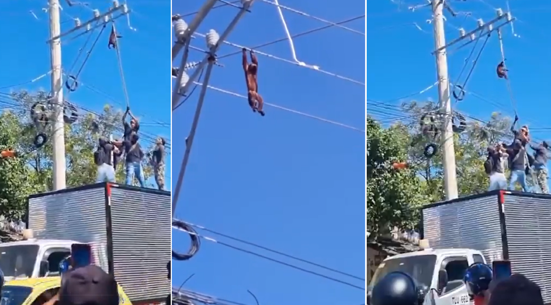 Así fue el heroico rescate de mono aullador atrapado en cables de electricidad