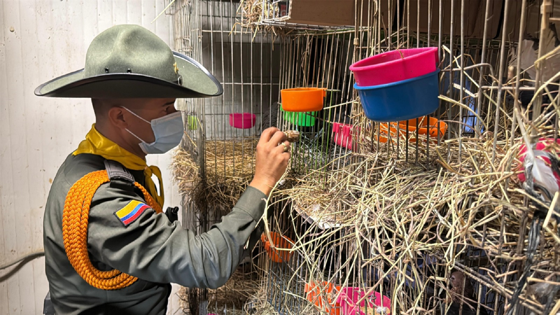 46 Abused Animals Rescued in Medellín’s Plaza Minorista