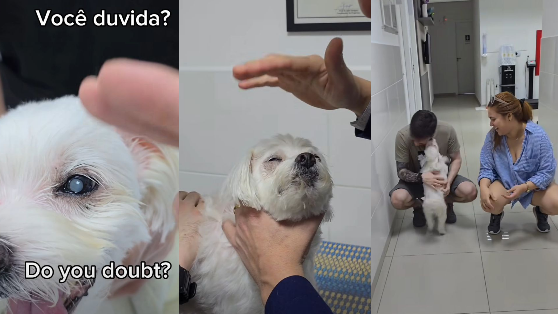 Ozzy, el perrito que recuperó la vista