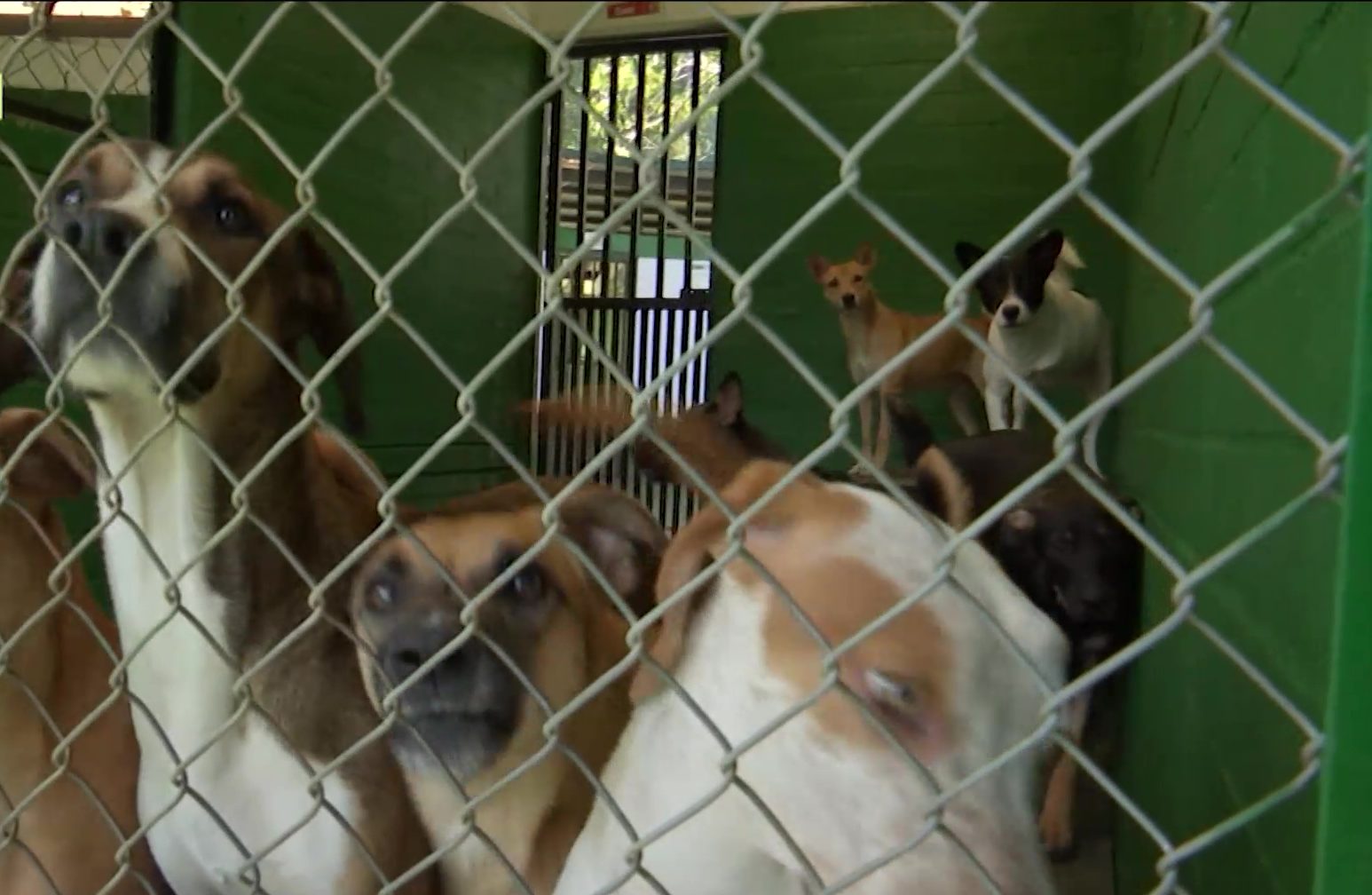 Aumentó el abandono de animales de compañía