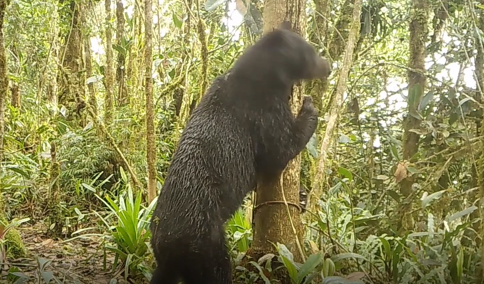 Oso de anteojos en Urrao, Antioquia