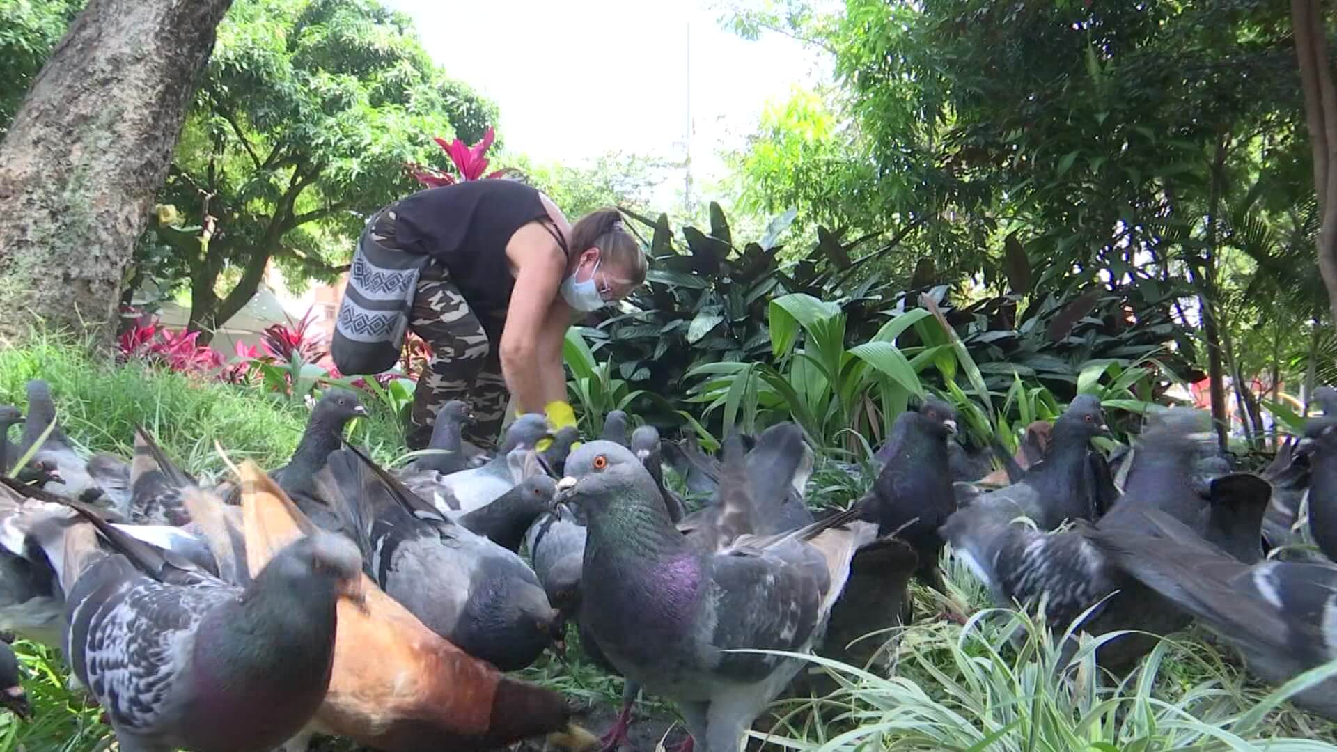 Alimentar las palomas las está sobrepoblando