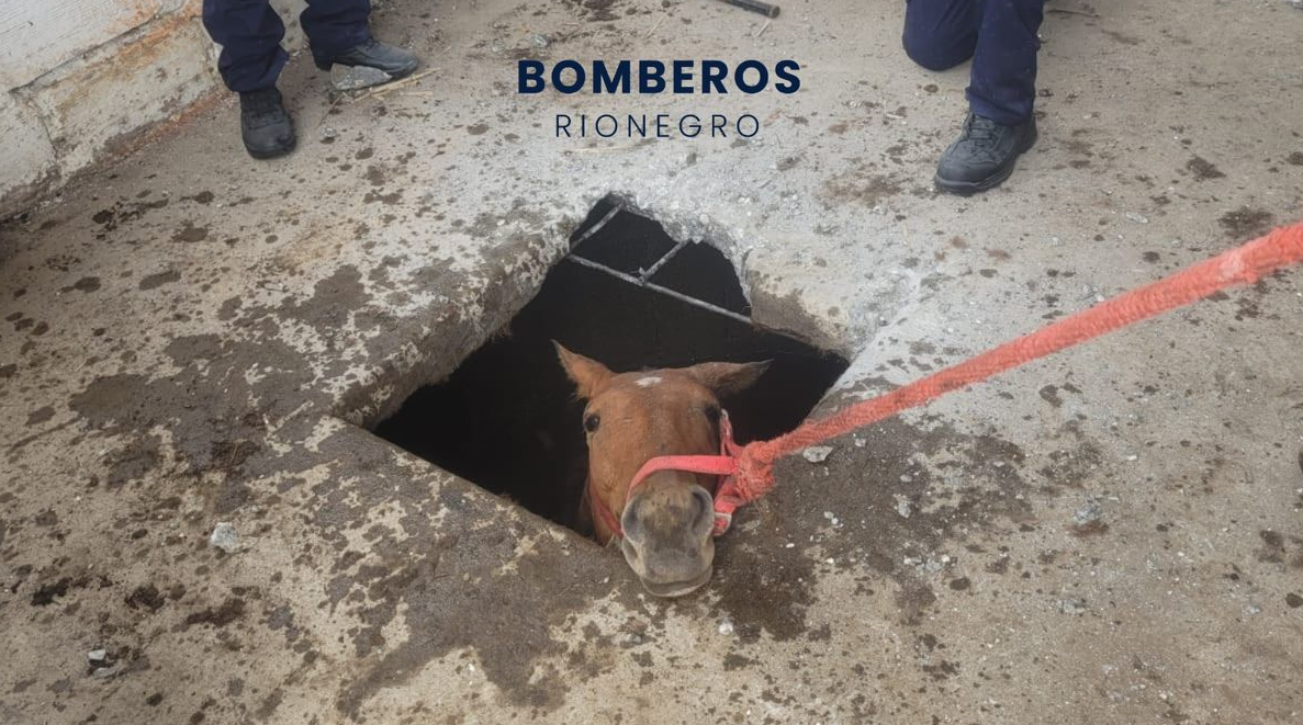 Así rescataron a un caballo atrapado en un pozo en vereda de Rionegro1