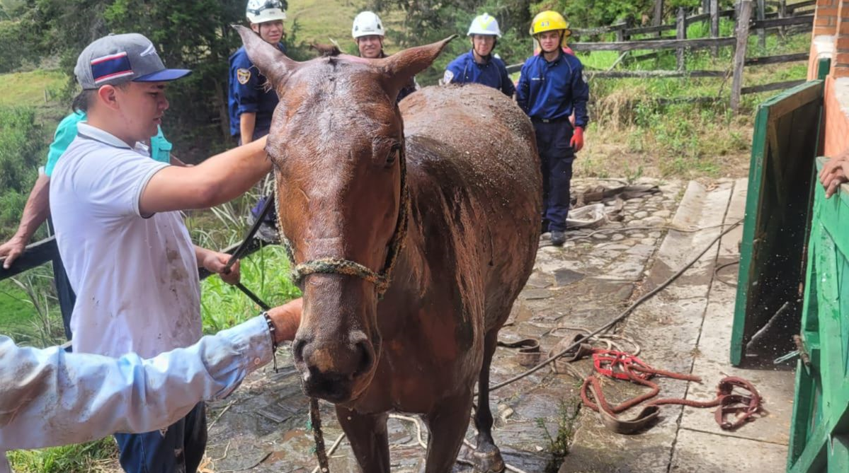 Así rescataron a un caballo atrapado en un pozo en vereda de Rionegro2