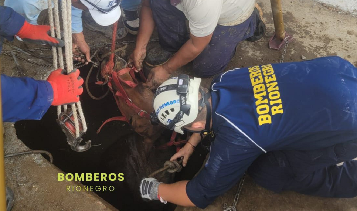 Así rescataron a un caballo atrapado en un pozo en vereda de Rionegro