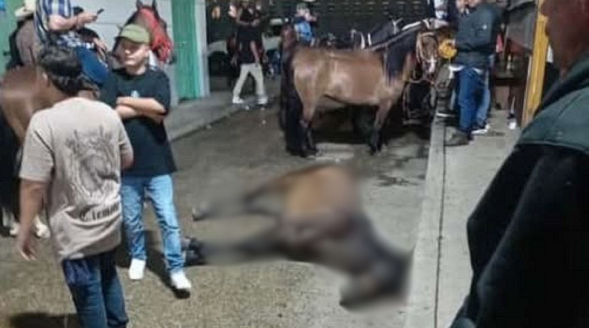 ¿Maltrato animal o accidente? Caballo murió en cabalgata de Santo Domingo (Antioquia)