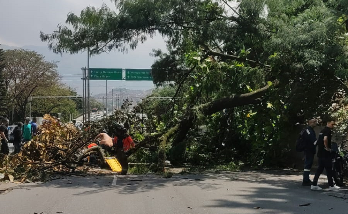 Caída de un árbol en la avenida 33 de Medellín dejó cuatro personas heridas