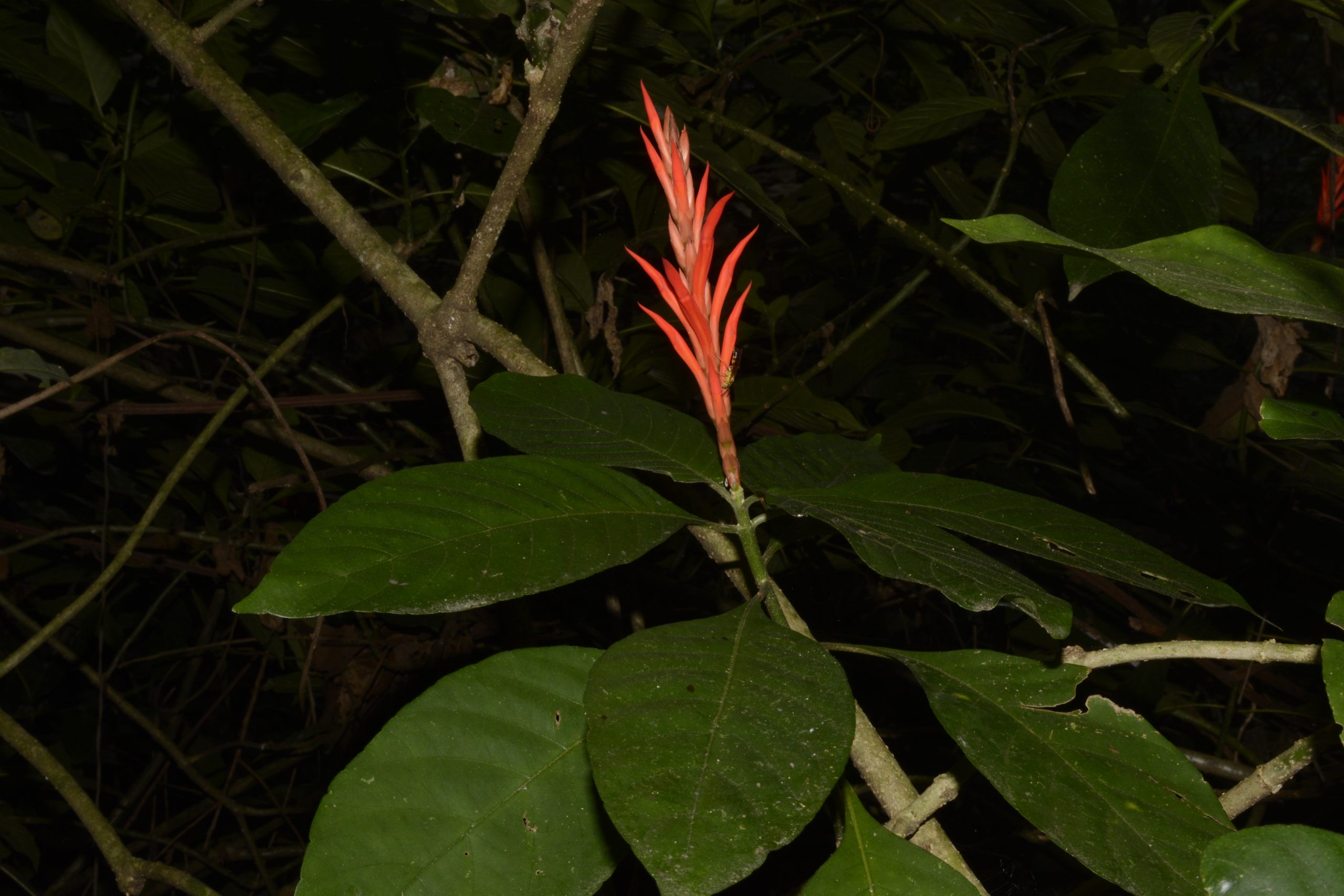 El Cerro Tusa alberga una planta única en el mundo, así fue su descubrimiento