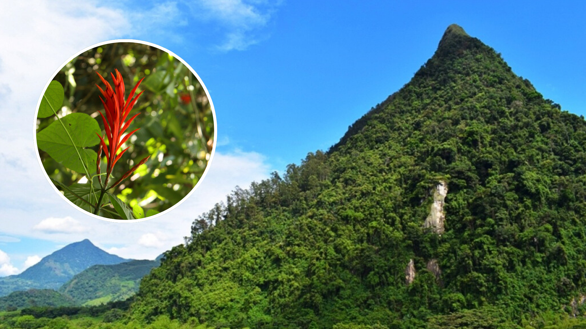 El Cerro Tusa alberga una planta única en el mundo, así fue su descubrimiento