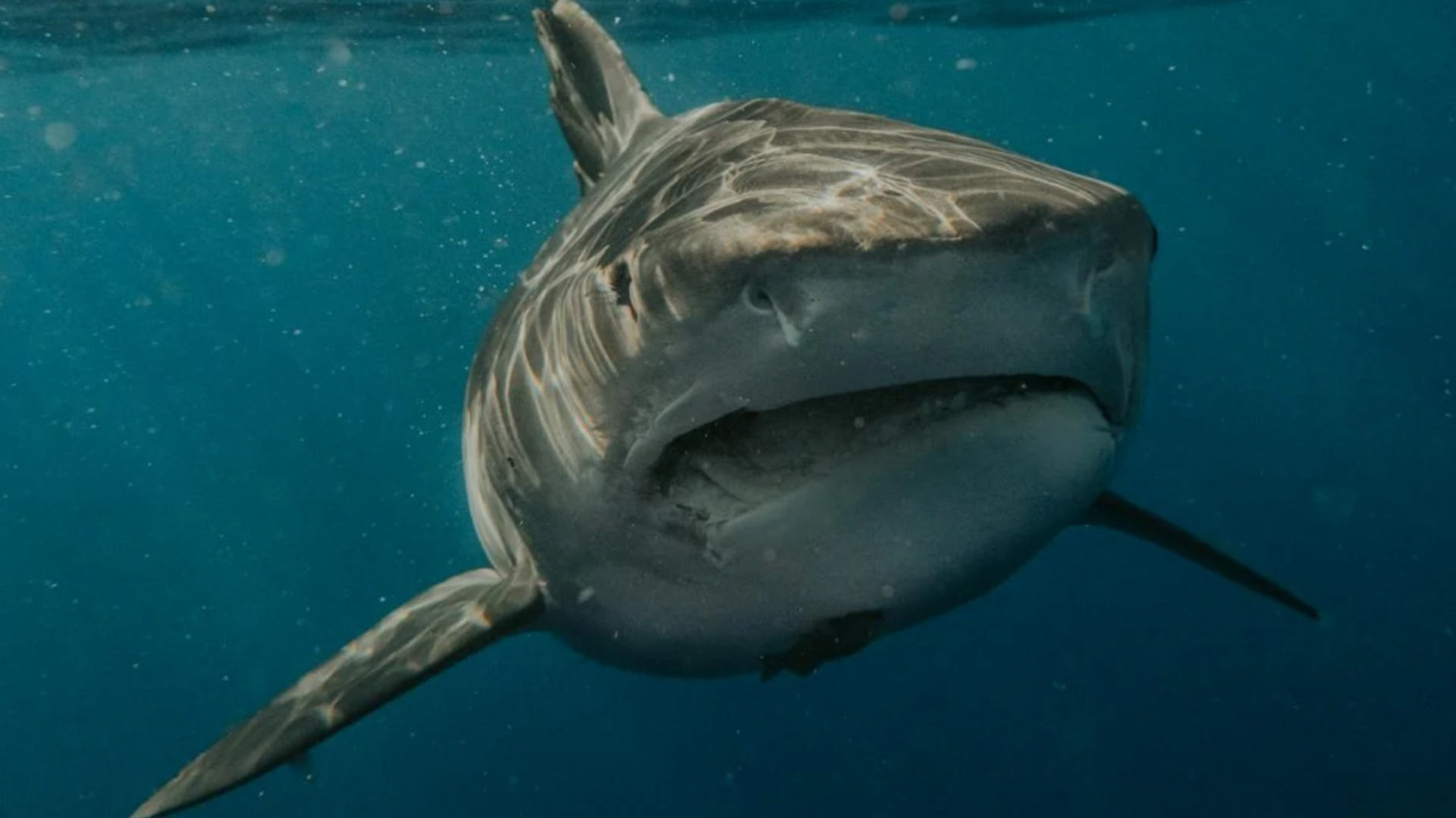 Mujer de 55 años fue atacada por un tiburón luego de verlo y querer tomarse una fotografía con el animal. Esto es lo debes hacer si ves uno.