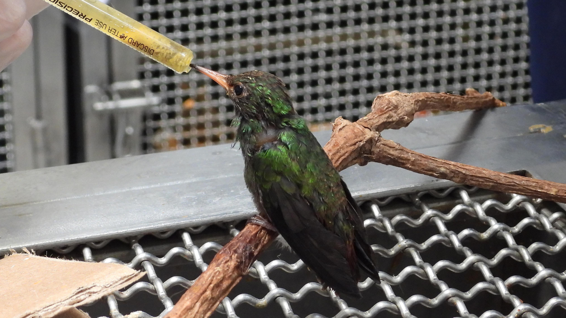 ¿Qué hacer si encuentras polluelos de aves silvestres? Expertos entregan recomendaciones