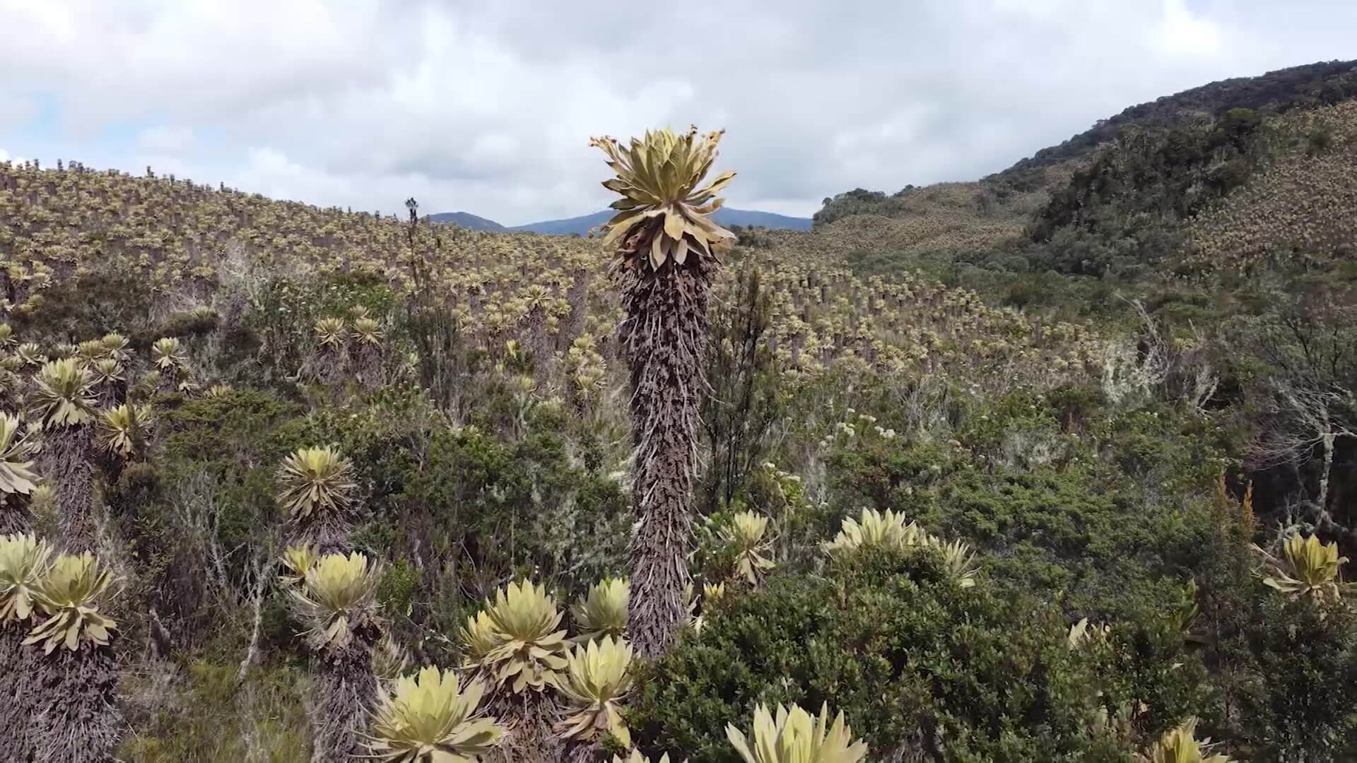 Incumplen cierre temporal en Páramo del Sol en Urrao