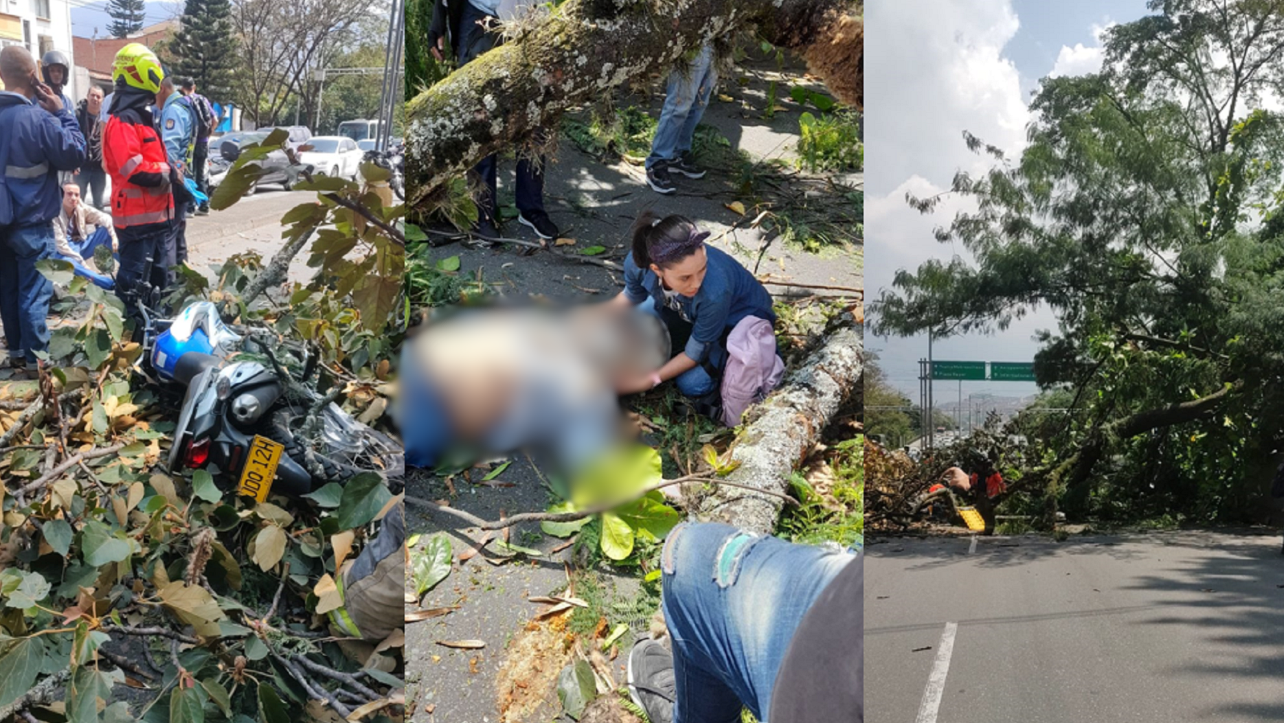 Talar un árbol enfermo en Medellín toma hasta 60 días; el que mató al policía en la 33 estaba en proceso