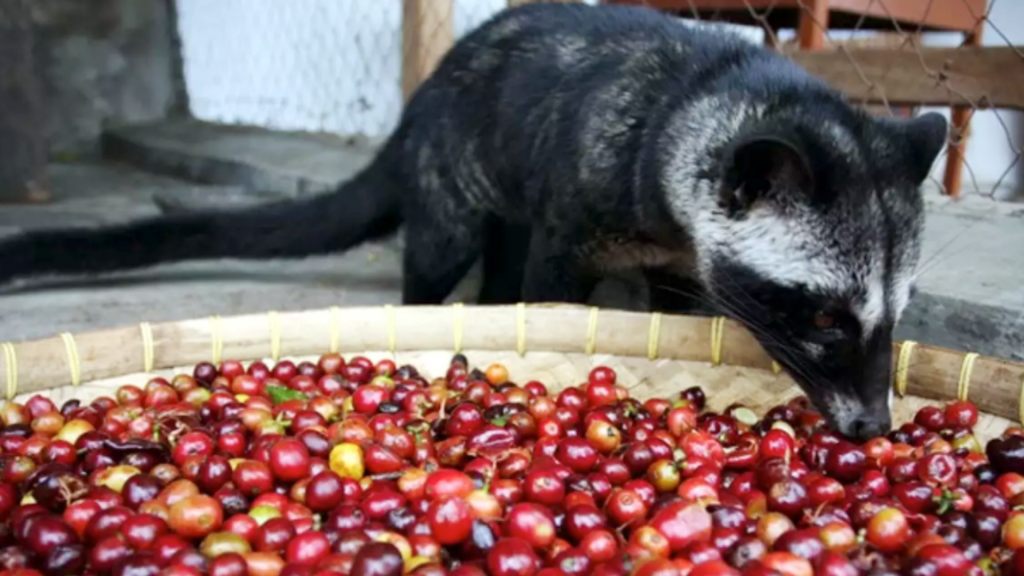 Café de civeta