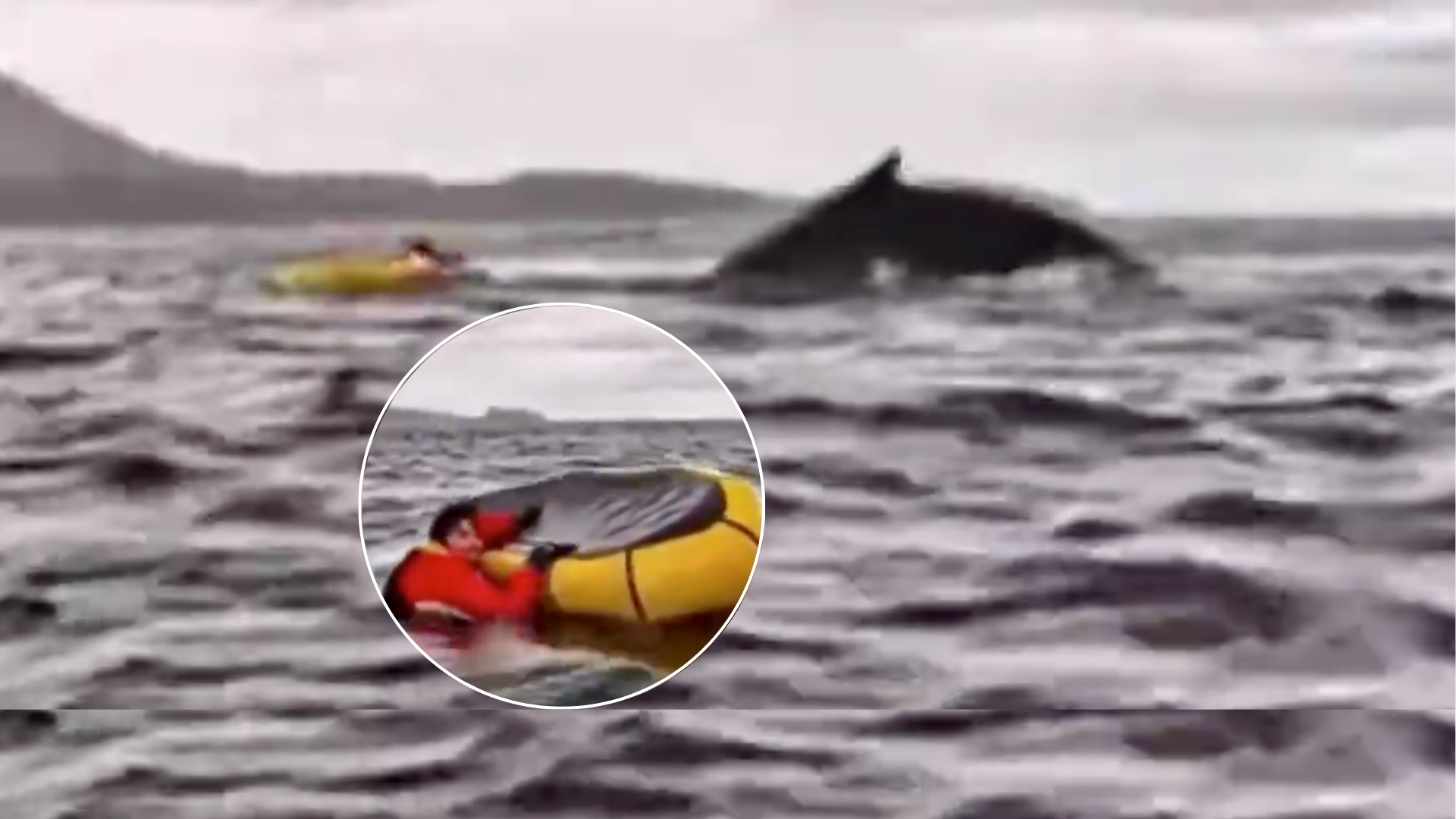 jóven fue tragado y escupido por una ballena