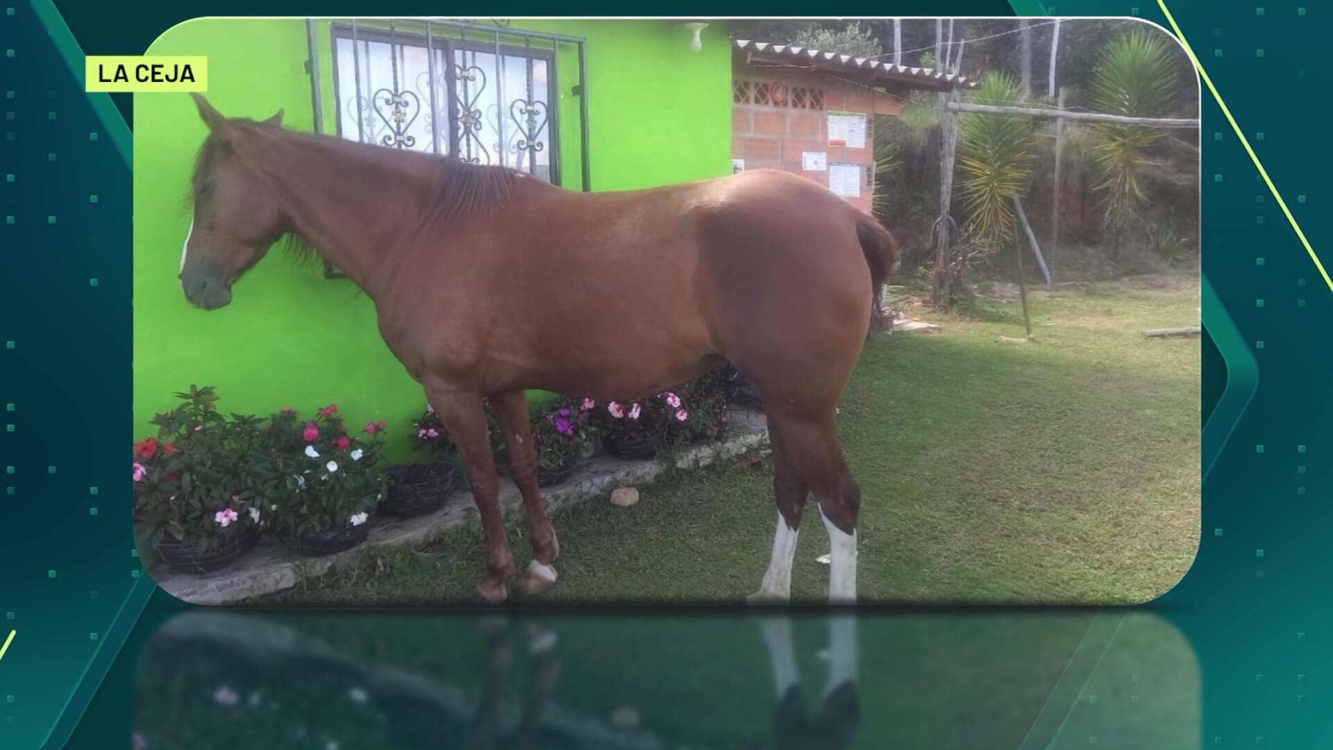 La Ceja: veterinaria no responde por la yegua