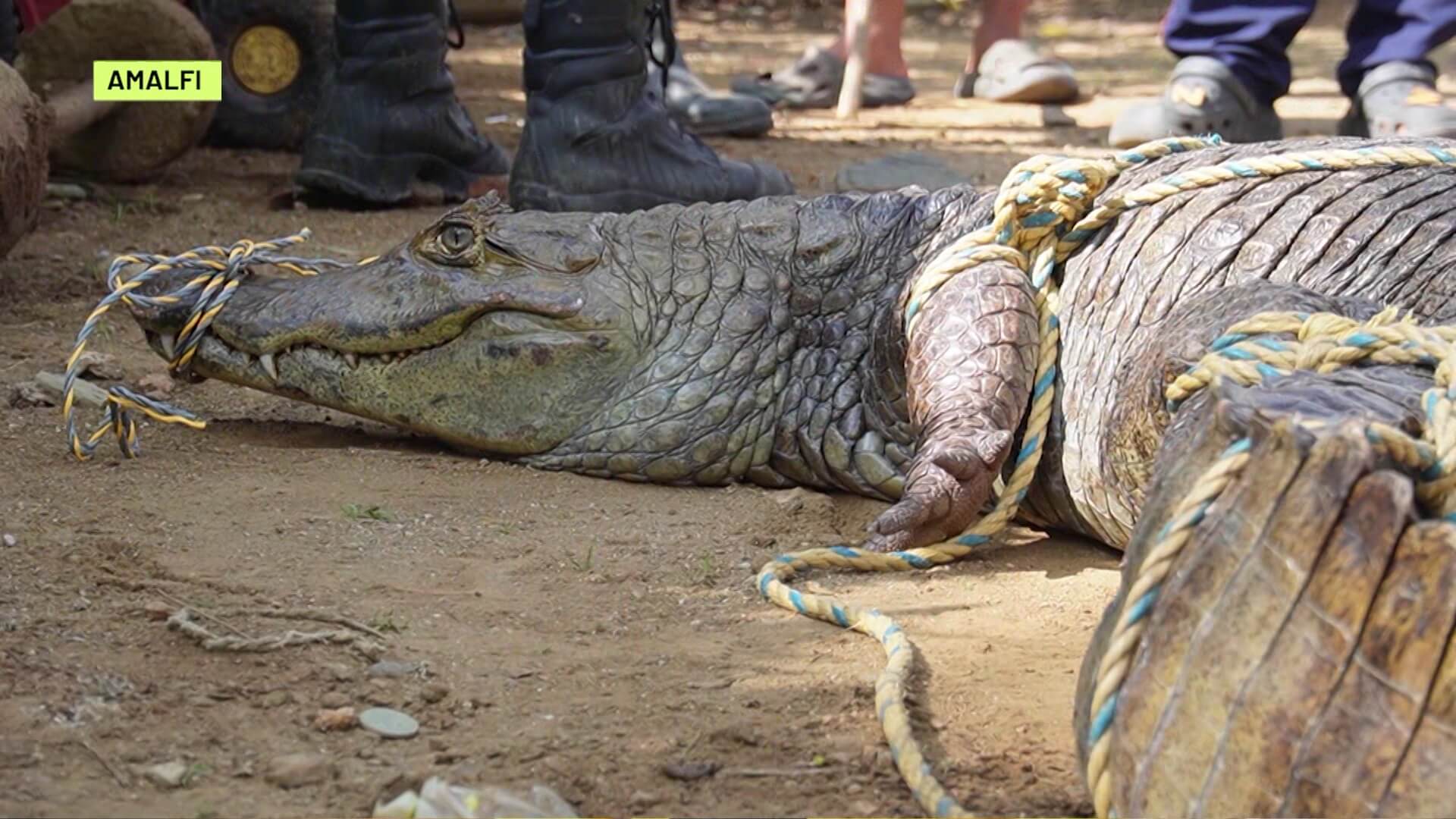 Pescadores atrapan caimán en el río Porce