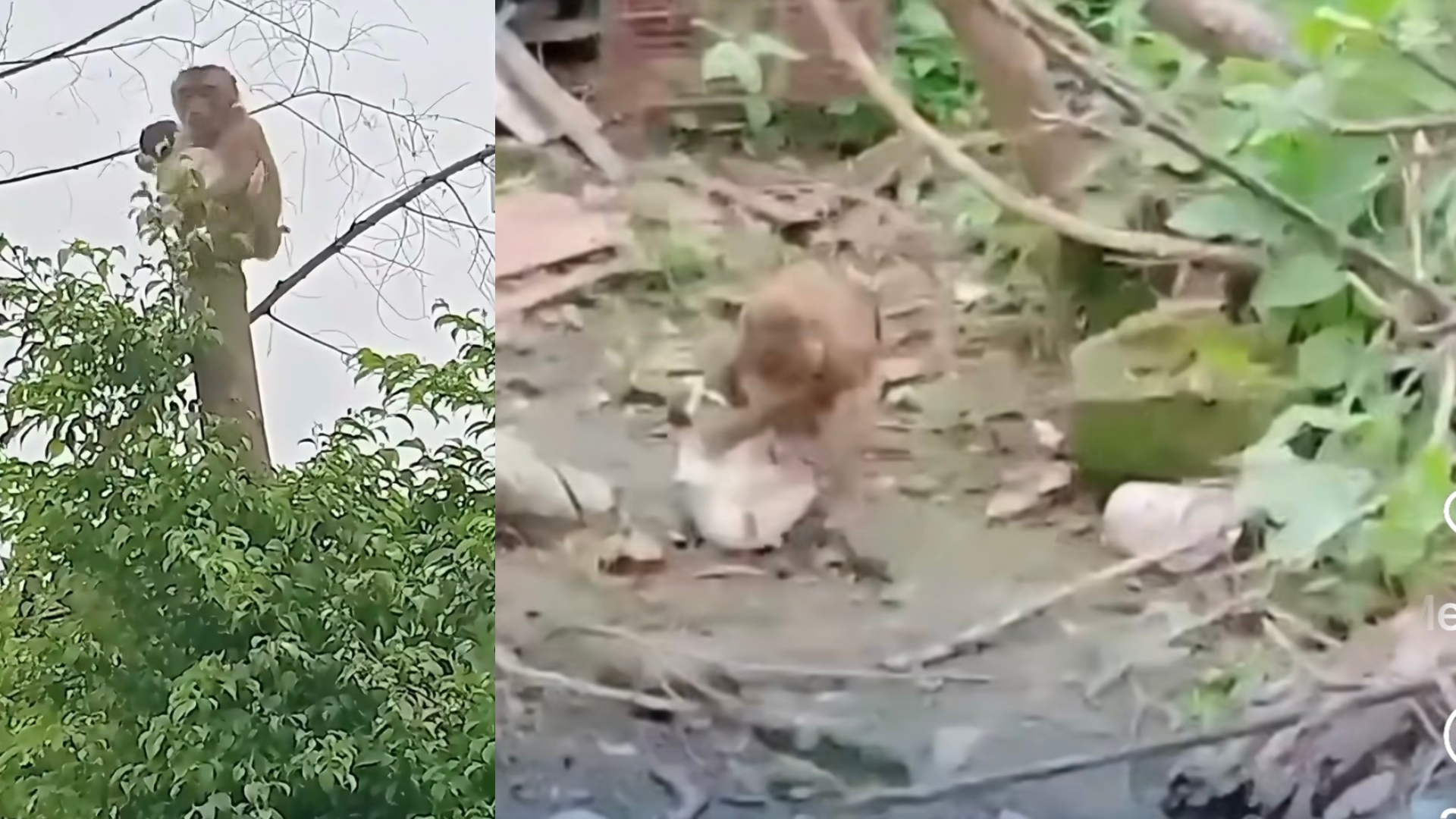 VIDEO | El insólito momento en que un mono «rapta» a un perro y lo lleva a un árbol se vuelve viral